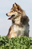 CHIEN FINNOIS DE LAPONIE 656